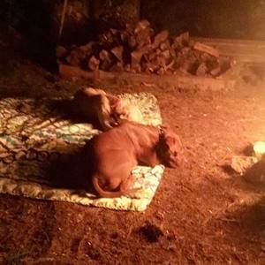 Meet your Posher, Harry